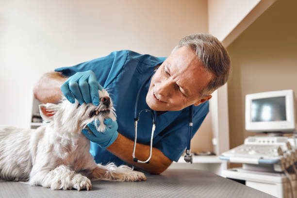 Best Emergency Gum Pain Relief  in Bolindale, OH